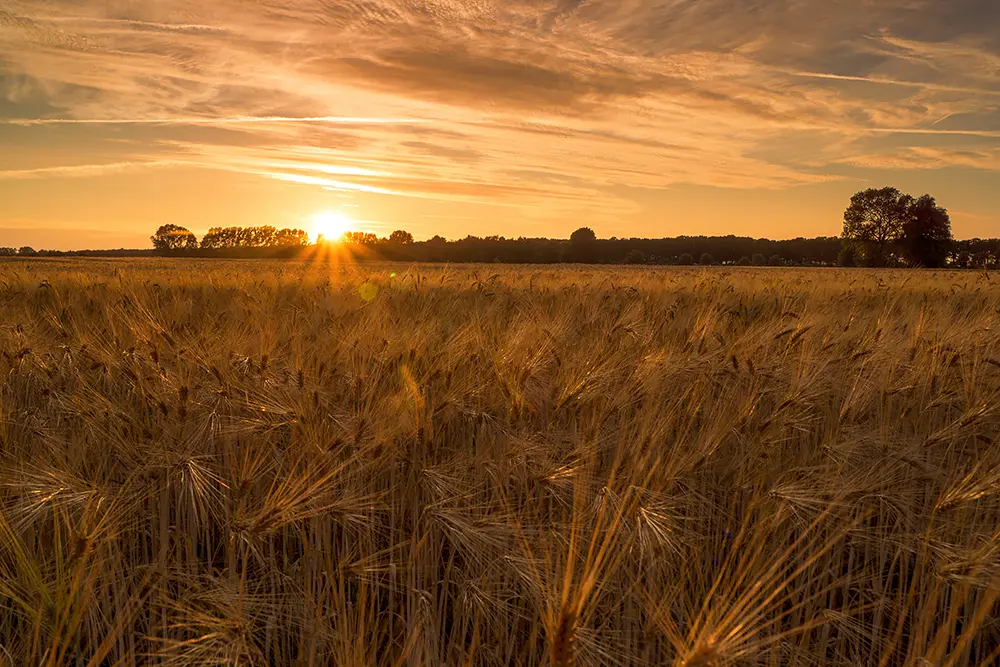 Goldenes Weizenfeld bei Sonnenuntergang